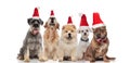 Team of five adorable dogs wearing santa costumes and bowtie