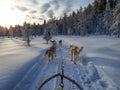 A team of five husky sled dogs running on a snowy wilderness road in the subpolar landscape, pine tree forest, sunrise, sun just Royalty Free Stock Photo