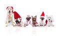 Team fo six cute dogs dressed as santa claus Royalty Free Stock Photo