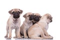 Team of four cute pugs looking to side on white background