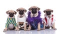 Team of four pugs wearing costumes on white background