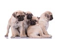 Team of four sleepy pugs sitting on white background