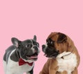 Team of french bulldog and boxer Royalty Free Stock Photo