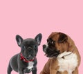 Team of french bulldog and boxer Royalty Free Stock Photo