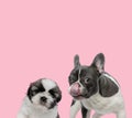 Team of french bulldog and shih tzu