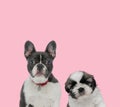 Team of french bulldog and shih tzu