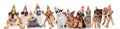 Team of happy party pets on white background Royalty Free Stock Photo