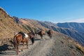 Team of horses with cargo are hiking up the mountain Royalty Free Stock Photo