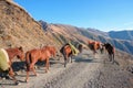 Team of horses with cargo are hiking up the mountain Royalty Free Stock Photo