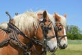 Team of Horses Royalty Free Stock Photo