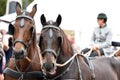 A team of horses at the farmers` market in Mondsee Royalty Free Stock Photo