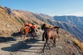 A team of horses are hiking the mountain pass Royalty Free Stock Photo