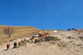 A team of horses hiking up the mountain Royalty Free Stock Photo