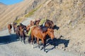 A team of horses hiking up the mountain Royalty Free Stock Photo