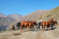 A team of horses hiking up the mountain Royalty Free Stock Photo