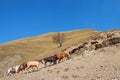 A team of horses hiking up the mountain Royalty Free Stock Photo