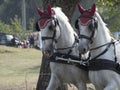 Team of Horses Royalty Free Stock Photo