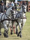 Team of 2 horses Marathon event Royalty Free Stock Photo