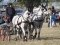 Team of 2 horses Marathon event Royalty Free Stock Photo