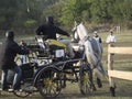 Team of 2 horses Marathon event Royalty Free Stock Photo