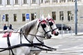 Team horses Royalty Free Stock Photo