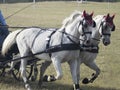 Team of Horses Royalty Free Stock Photo