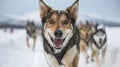 A team of huskies pulls a sled through snowy Alaskan terrain Royalty Free Stock Photo