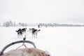 Team of huskies runing, view from sled