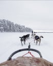 Team of huskies runing, view from sled