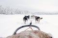 Team of huskies runing, view from sled