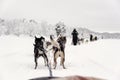 Team of huskies runing, view from sled