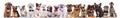 Team of many cute dogs wearing bowties and sunglasses Royalty Free Stock Photo