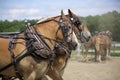 Team Mates in Harness Royalty Free Stock Photo