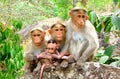 Team Monkey - Different Facial Expressions - Group of Rhesus Macaque - Macaca Mulatta