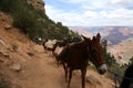 Team of Mules in the Grand Canyon