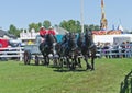 Team of Percheron Draft Horses Pulling a Wagon