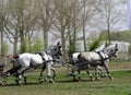Team of Percheron Horses Running. Copy Space