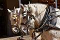 Team of Percheron work horses