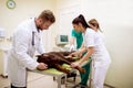 Team of professional veterinarian doing ultrasound exam to sick Royalty Free Stock Photo