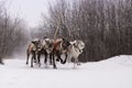 Team of rein-deers skims over the snow path.