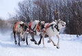 Team of rein-deers skims over the snow path. Royalty Free Stock Photo