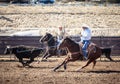 Team Roping Competition Royalty Free Stock Photo