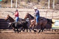 Team Roping Competition Royalty Free Stock Photo