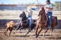 Team Roping Competition Royalty Free Stock Photo