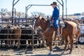 Team Roping Competition Royalty Free Stock Photo