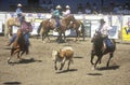 Team roping event Royalty Free Stock Photo