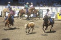 Team roping event, Old Spanish Days, Fiesta Rodeo and Stock Horse Show, Earl Warren Showgrounds, Santa Barbara, CA Royalty Free Stock Photo