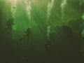 A team of scuba divers is backlit by the clear greenish waters in Troy Springs State Park, Florida