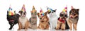 Team of seven happy pets wearing colorful birthday hats