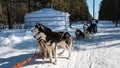 A team of Siberian huskies stands on a snowy road